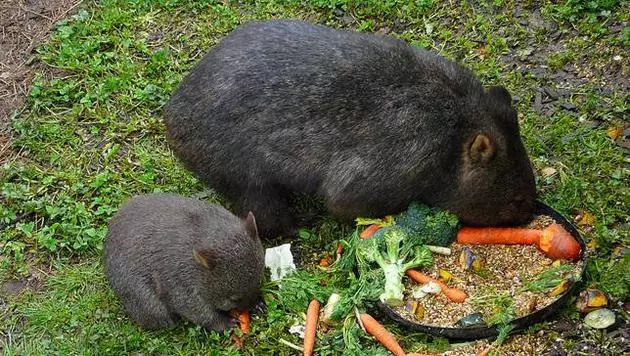 Những sự thật về loài Wombat mà không phải ai cũng biết
